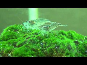 Amano Garnele beim fressen