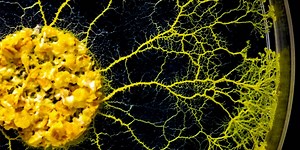 Electric Evolution: Unveiling the Fractal Paths of Life and the Universe