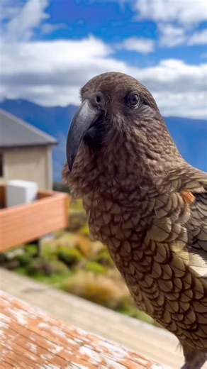 Is this the Naughtiest Bird in New Zealand?