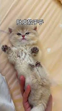 Kitten with round belly and soft fur sleeps all day purring #MancunianShortHair