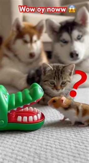 Hamster Chilling With the Boys😎🐹 #funnyanimals #animals #animalshorts #christmasfail