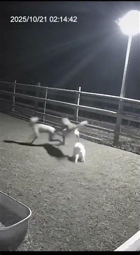 Alien Caught on Car Dash Cam at Night | Mysterious Creature on Dark Road | Real Footage?!