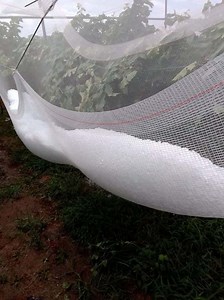 [Hot Item] Manufacturing Plastic Bird Garden Vegetable Planting Hail Protection Net Netting