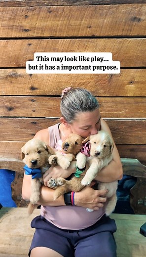 We’re not just raising puppies — we’re laying the foundation for family dogs with the structure and support they need to thrive in your home and in the world. Texture exposure time! The pups are building confidence, curiosity, and body awareness! The goal is to not be bothered by new things and be very adaptable to their environments. A to Ember’s pups! | Triangle Goldendoodles