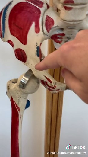 Exploring the Anatomy of the Pelvic Girdle