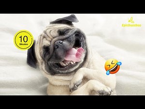 🐶FUNNIEST PUG Videos Compilation of 2024🐕‍🦺😂