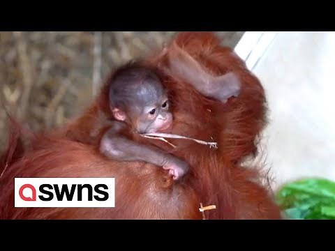 Beautiful moment orangutan introduces newborn baby to older son | SWNS
