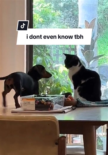 Dog Talking Buttons: Just a Little Bit More