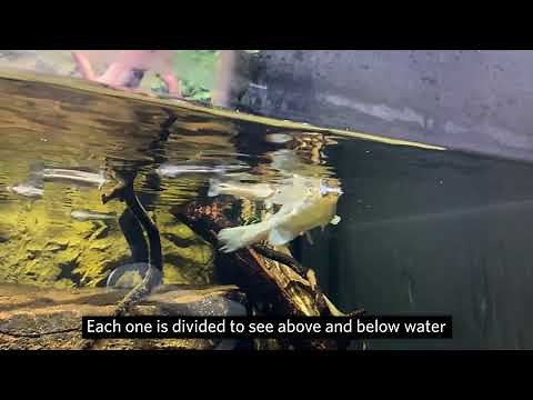 Four-eyed Fish - Creature Closeups | California Academy of Sciences