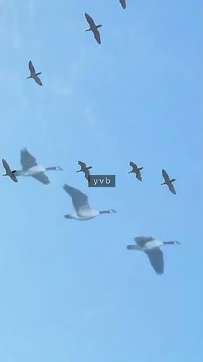 Birds flying in the Sky