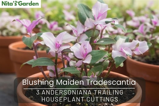 Blushing Maiden Tradescantia Cuttings – 3 Andersoniana Trailing Houseplant Cuttings, Pink Variegated Indoor Plant - Etsy