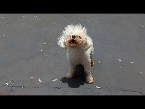 Poodle Barking 🐩 [Barking Poodle Dog Breed] Dog Barking Sound I ANGRY DOG
