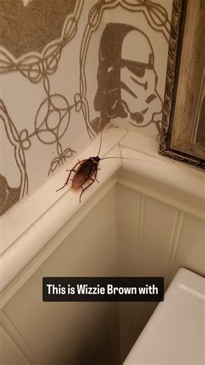 Wizzie Brown on Instagram: "Backyard bug hunt - American cockroach #AgriLife #extension #TAMU #entomology #Texas #insect #cockroach #roach #AmericanCockroach #Blattodea #Blattidae #Periplaneta #waterbug #palmettobug #IPM #IntegratedPestManagement #BackyardBugHunt"