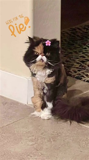 Sweet Emmylou: The Most Beautiful Mustache Cat
