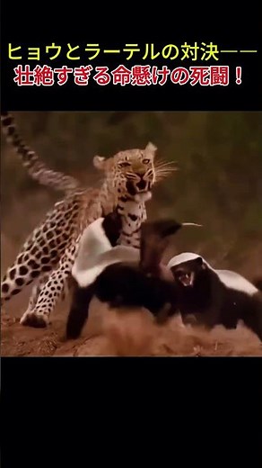 ヒョウとラーテルの対決――壮絶すぎる命懸けの死闘！