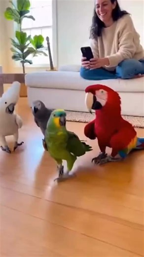 Epic Parrot Dance dance machine 😂 🦜😆 #BirdTok #talkingparrot #PetCommunity #parrots #usapets
