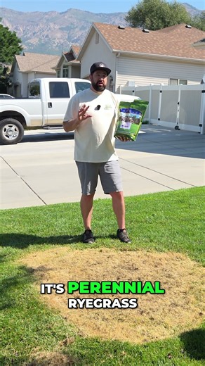 Fast Lawn Growth: Best Grass Seed for Fall
