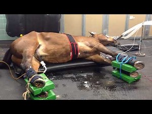 In der Pferdeklinik Zürich