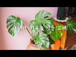 집에서 키우는 식물 소개 ㅣ 돈 벌게해준다는 화분 ㅣ 수경재배 식물 ㅣ음지식물