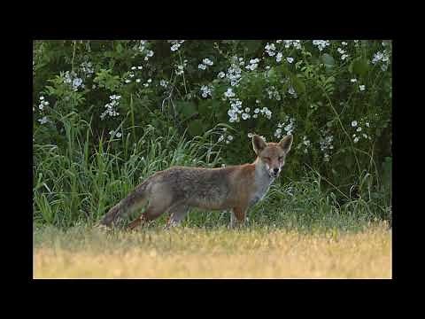 キツネの鳴き声1