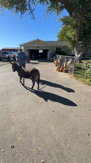 Koko’s progress!!! I thought I would post the short stack ranch donation, wishlist! Remember, we are a 501(c)(3) and you can write this off if you have items. *Hot Walker *Lightweight horse trailer *Metal siding that is in good condition *Any type of fencing or Gates *Donation of cash to go towards food grain and vet bills :-) *play structures for goat playground Please- If you enjoy our videos please let us know!!! Like, comment, share /please. We love hearing from you! What do you think of the