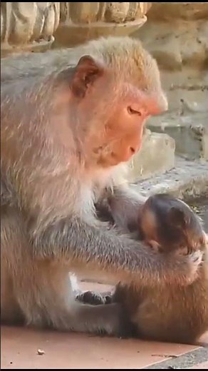 Life of Monkeys: The mother monkey is disciplining her naughty baby monkey.