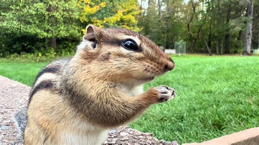 Sorry, I’m obsessed with the little bugger. 🐿️ #chippy #backyard #outdoors #friends #animals