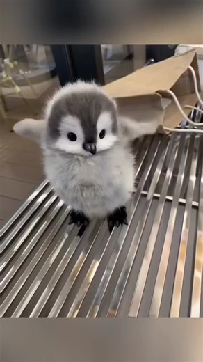 My cute baby penguin 😍💖🥰🤩 Penguins are a group of flightless marine birds that live mostly in the Southern Hemisphere. They are known for their upright walk, black-and-white “tuxedo” appearance, and excellent swimming abilities. Their bodies are perfectly adapted to life in the water: dense feathers, strong flippers, and a thick layer of fat help them survive in cold ocean environments. Penguins spend most of their lives at sea, feeding on fish, krill, and plankton. These birds are highly so