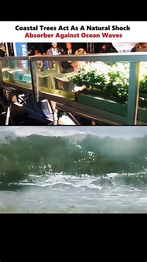 Importance OF Costal Trees 💯 #physics #scienceexplained