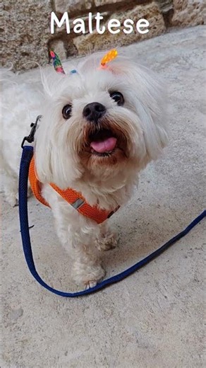 3 Best Hypoallergenic Dogs for First-Time Owners