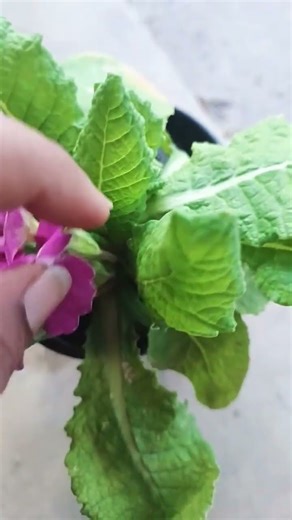 Primula vulgaris,common primrose,English primrose,perennial flowering#nature #botanylovers#flowers