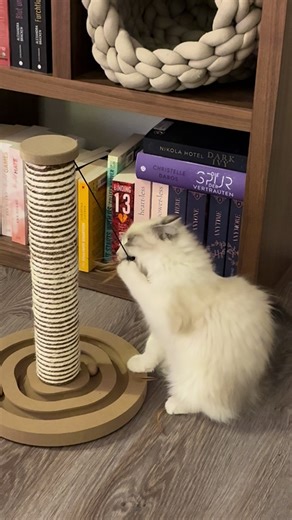 #fyp #ragdoll #zoomies