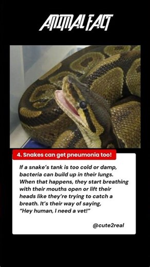 Did You Know Snakes Can Get Pneumonia Too? 🐍 #AnimalFacts
