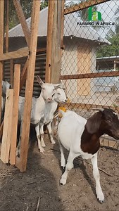 1.4K views · 1.1K reactions | Your Goats deserve the best nutrition!! Try the pellet machine #FarmingInAfrica #SemanhyiaFarms #LivestockManagement #livestockfarming #GoatFarming #pelletmachine #livestockfeed | Farming In Africa | Facebook