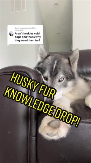 Facts About Huskies: Cold Weather Survival & Heat Tolerance