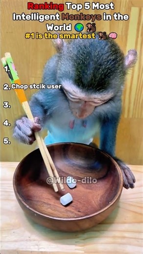 Ranking Top 5 Most Intelligent Monkeys in the World 🌍🐒