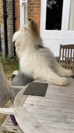 Little Boo Doggies #oldenglishsheepdog #dogs #puppies #cute #shorts #viral #compilation #trending