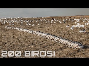 North Dakota Snow Goose Hunting (CRAZY 200 BIRDS)