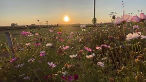 Download Flower at sunset, slow motion for free