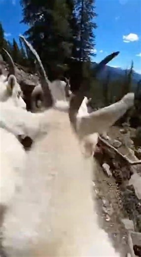 Goats POV: Relax and Watch | #goat #chill #asmr