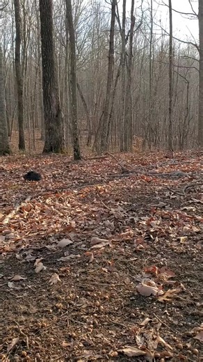 the enjoyment of the woods