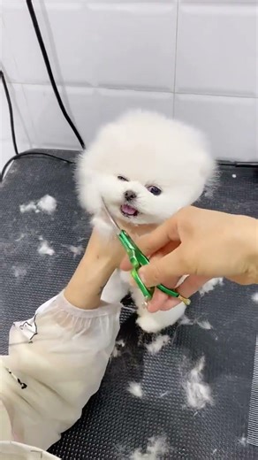 After the haircut, I'm back to being a cute little puppy! #TeacupDog #Pomeranian #CutePet