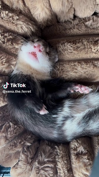 Tap Dancing Ferret Exploring Her Dreams