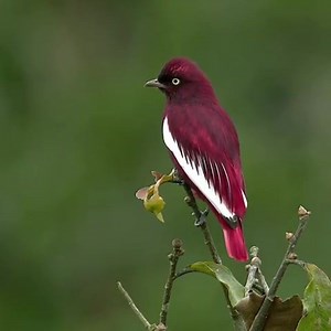 The Pompadour Cotinga is a species of bird in the Cotingidae family. It is found in Bolivia, Brazil,Peru, Suriname, and Venezuela. #birdphotography #peru #pompadourcotinga #birds #brazil #bolivia 🎥@jpkrajewski | Nature's Rich Palette