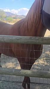 Low-sugar Fiber Crunch – Freeze-dried Horse Treats (carrot Beet Pulp Flax Bites) - Etsy UK