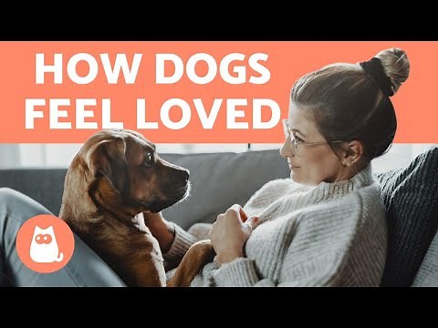 How Do DOGS Know You LOVE Them? 🧍‍♀️❤️🐕