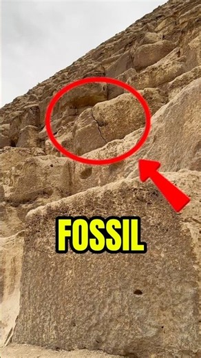 A Fossil Embedded into the Great Pyramid