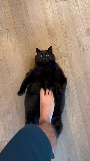 Chonky Black Cat - Cute and Funny Compilation