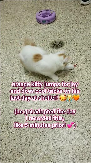 orange white tabby gets adopted #orangekitten #kitten #kittenshorts #cat #orangecat #tabby #catshort