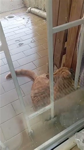 Crazy cat #funnymoments #funny #crazycat #boxercat #hassanivlogs123 #alihassanvlogs123